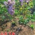 丛生丁香花球3~20个叉价格冠幅30公分~2米规格齐