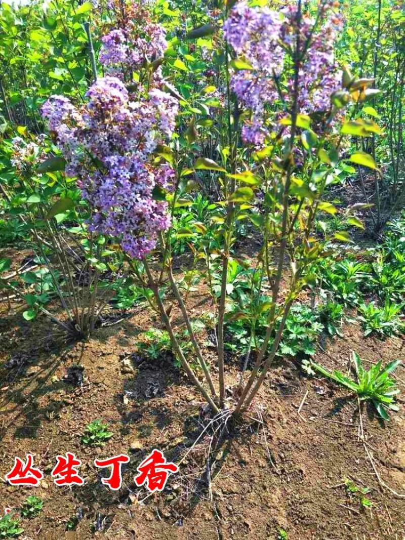 丛生丁香花球3~20个叉价格冠幅30公分~2米规格齐