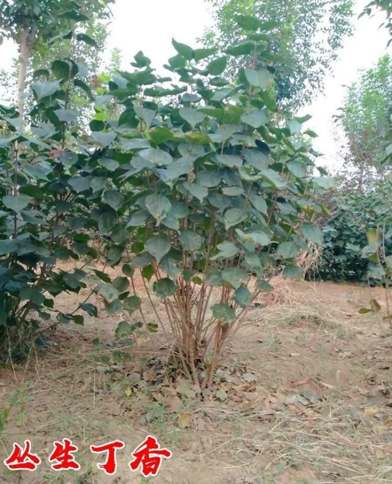 丛生丁香花球3~20个叉价格冠幅30公分~2米规格齐