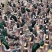 1200只，平均5.45斤，玉米加黄，在黎塘，