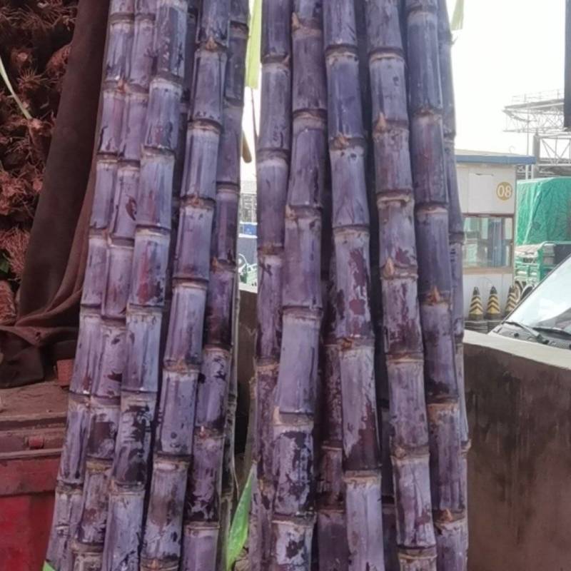 （好多多）热销云南黑皮甘蔗汁水充足甜度高长度3米