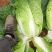 广西黄心白菜黄心大白菜春菜快菜夏阳白菜北京3号白菜大吨位