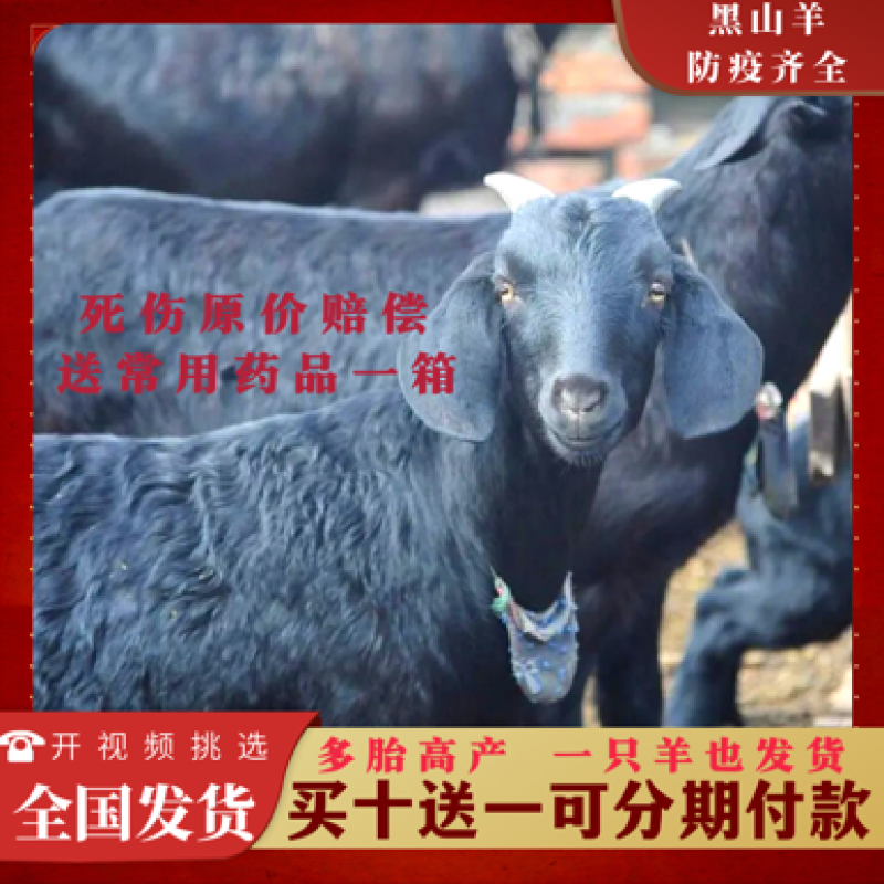黑山羊活羊怀孕母羊基地直发专车包送到家买十送一货到付款