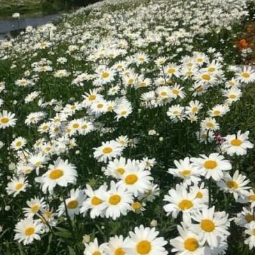 大滨菊种子多年生花卉种子易种花期长花形美观景观花海庭院种