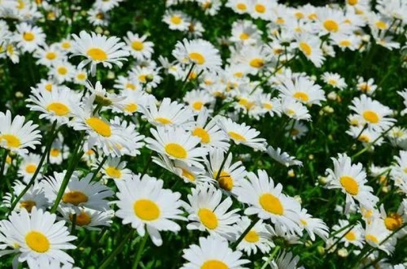 大滨菊种子多年生花卉种子易种花期长花形美观景观花海庭院种