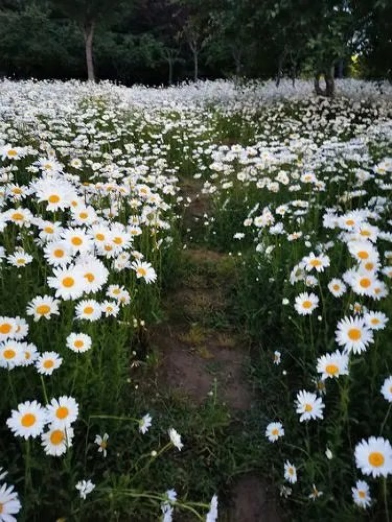 大滨菊种子多年生花卉种子易种花期长花形美观景观花海庭院种