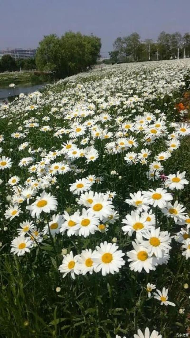 大滨菊种子多年生花卉种子易种花期长花形美观景观花海庭院种