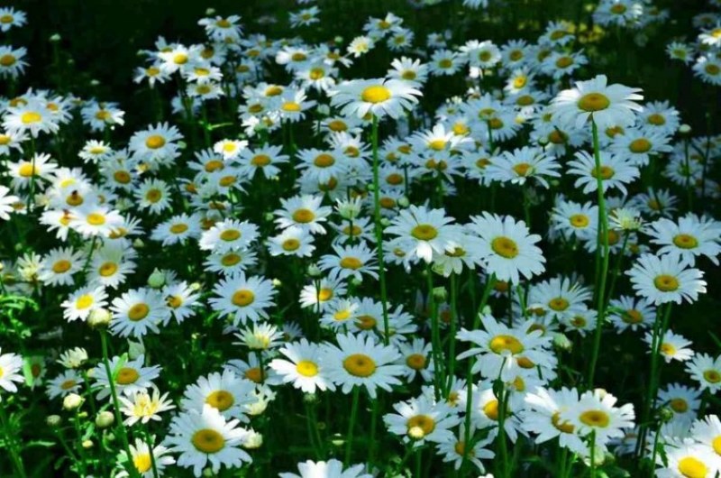 大滨菊种子多年生花卉种子易种花期长花形美观景观花海庭院种