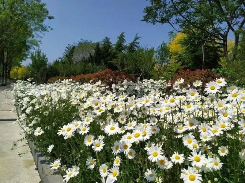大滨菊种子多年生花卉种子易种花期长花形美观景观花海庭院种