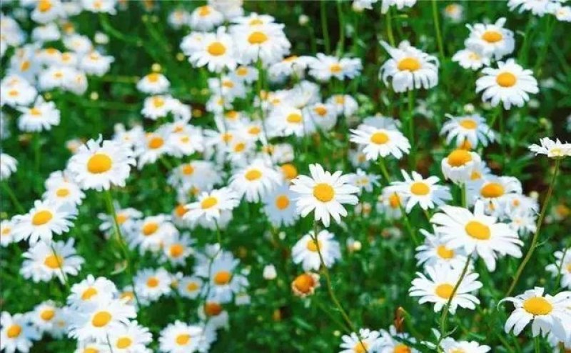 大滨菊种子多年生花卉种子易种花期长花形美观景观花海庭院种