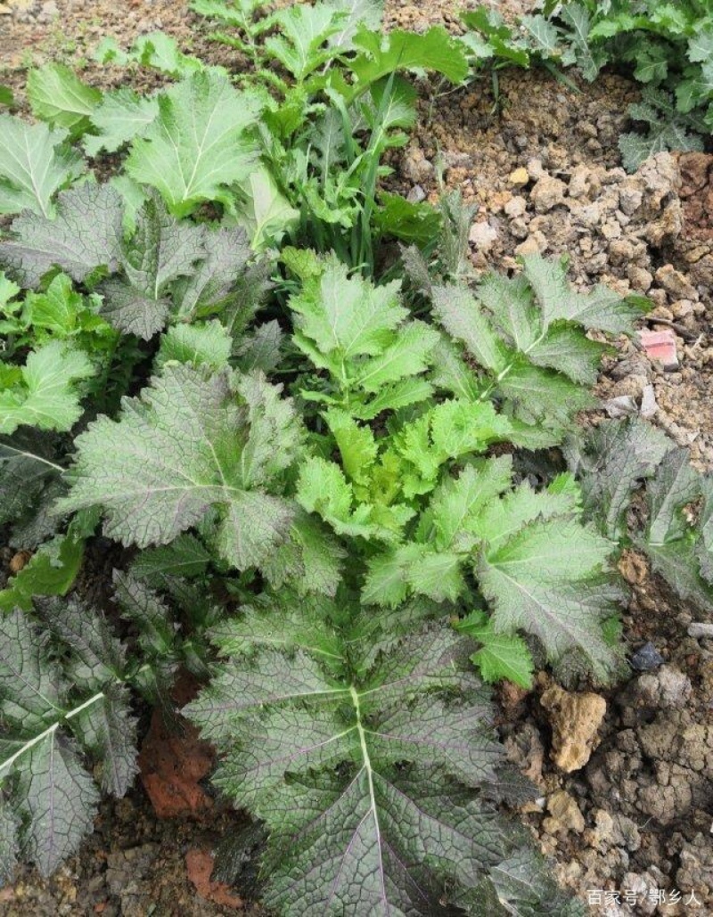 野腊菜，食用菌，山野菜，脱水蔬菜，菜干，脱水野菜，纯野生