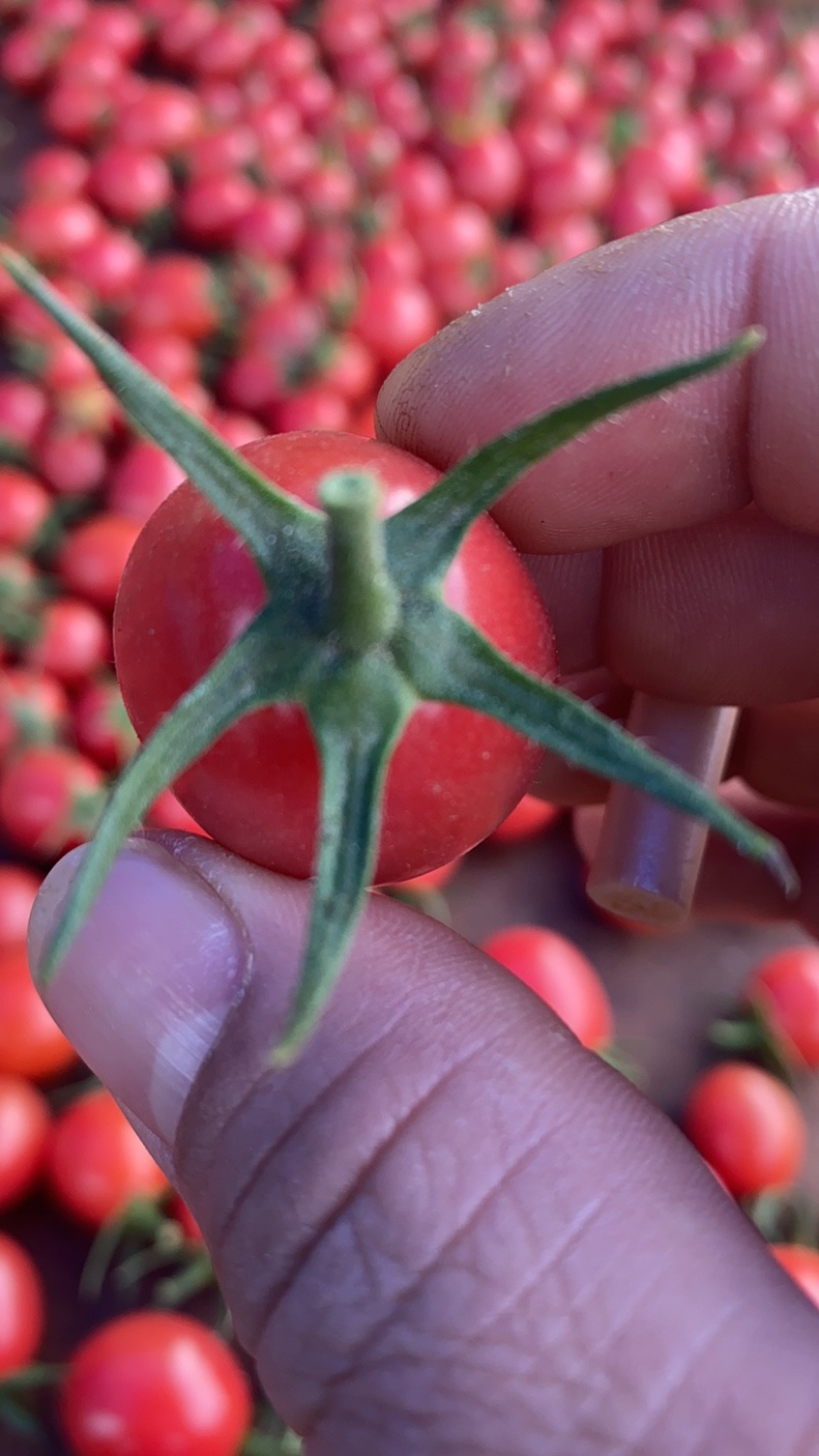 广东−电白千禧.1号珍珠小果，产地直供，社区，商超。