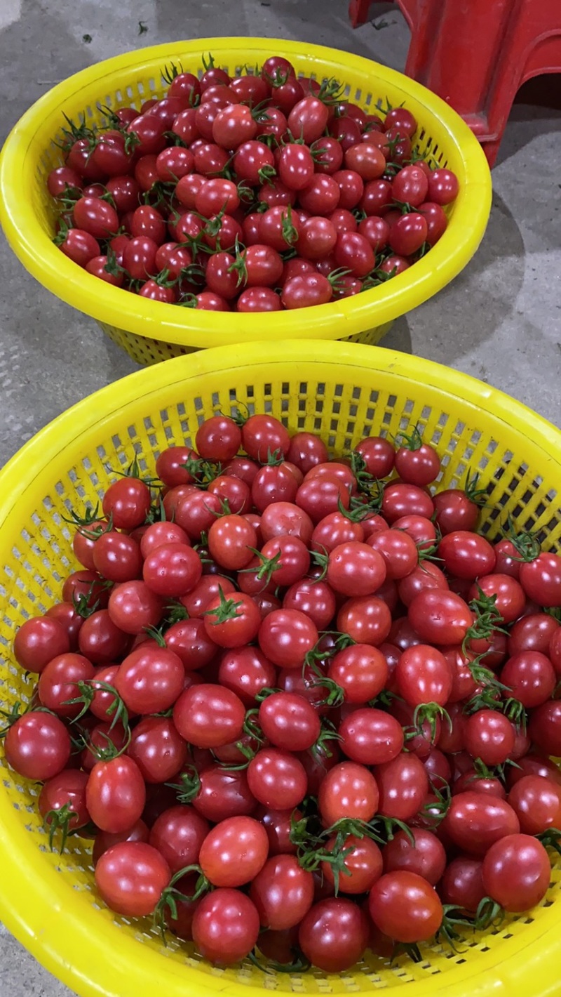 广东−电白千禧.1号珍珠小果，产地直供，社区，商超。