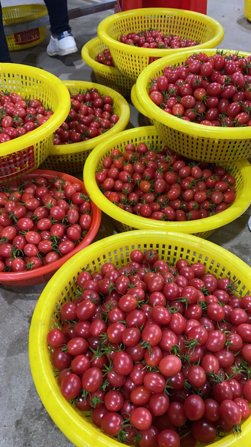 广东−电白千禧.1号珍珠小果，产地直供，社区，商超。
