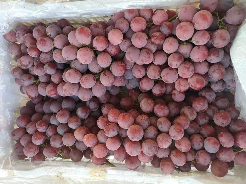 优质敦煌红提葡萄专业储存