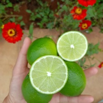 塔希提无籽柠檬泰国无籽柠檬泰国餐厅专用莱姆柠檬