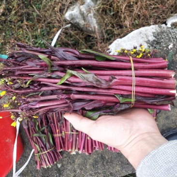 贵州红菜苔