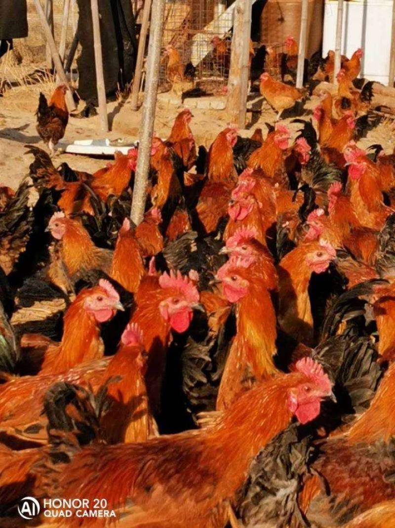 出售散养大公鸡
