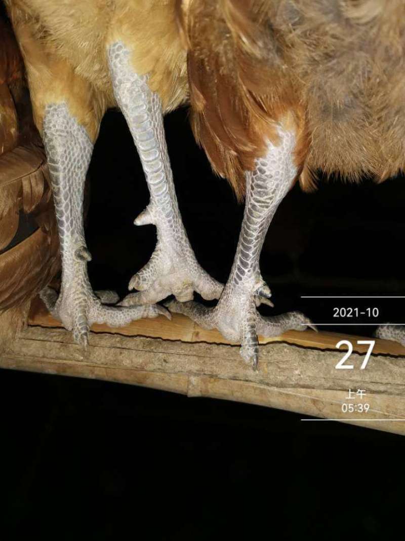 出售散养大公鸡
