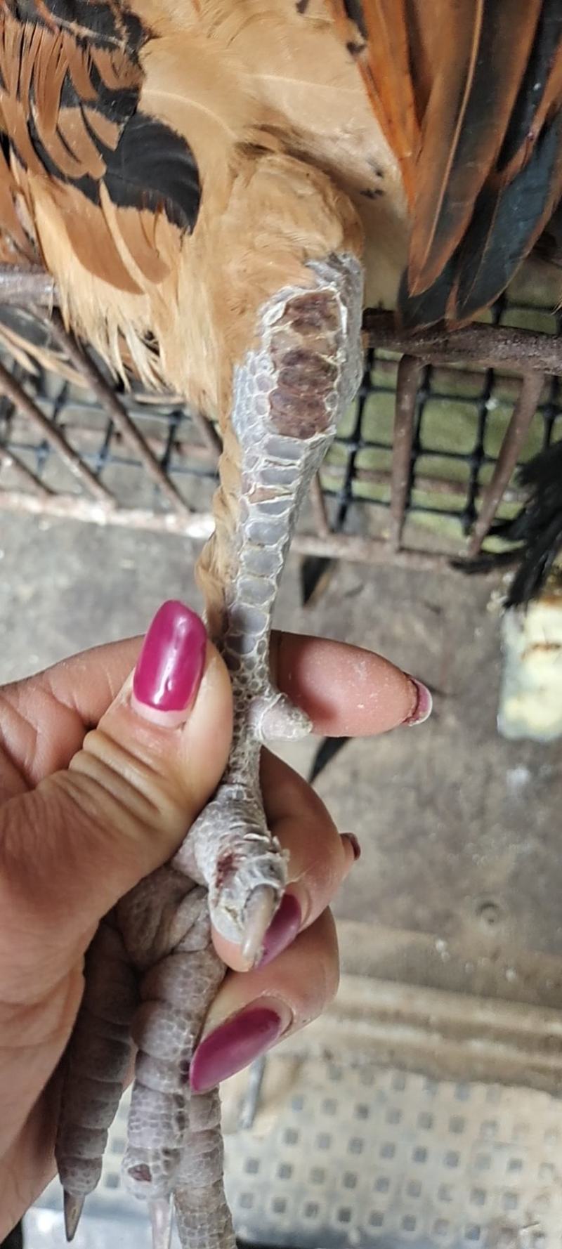 出售散养大公鸡