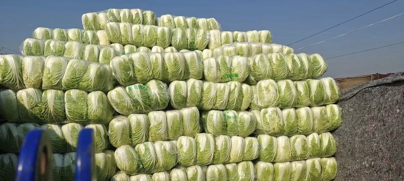邯郸市，大量供应大白菜，一手货源，产地直发诚信经营