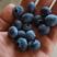 云南省红河州蓝莓，支持大量走货，快递一件代发露天蓝莓