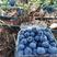 云南省红河州蓝莓，支持大量走货，快递一件代发露天蓝莓