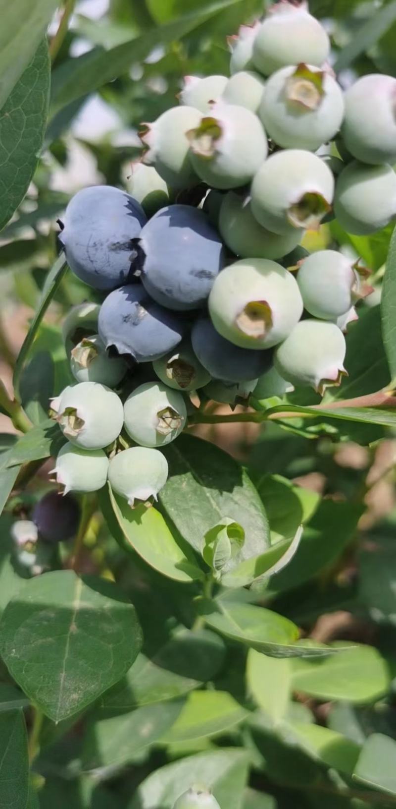 云南省红河州蓝莓，支持大量走货，快递一件代发露天蓝莓