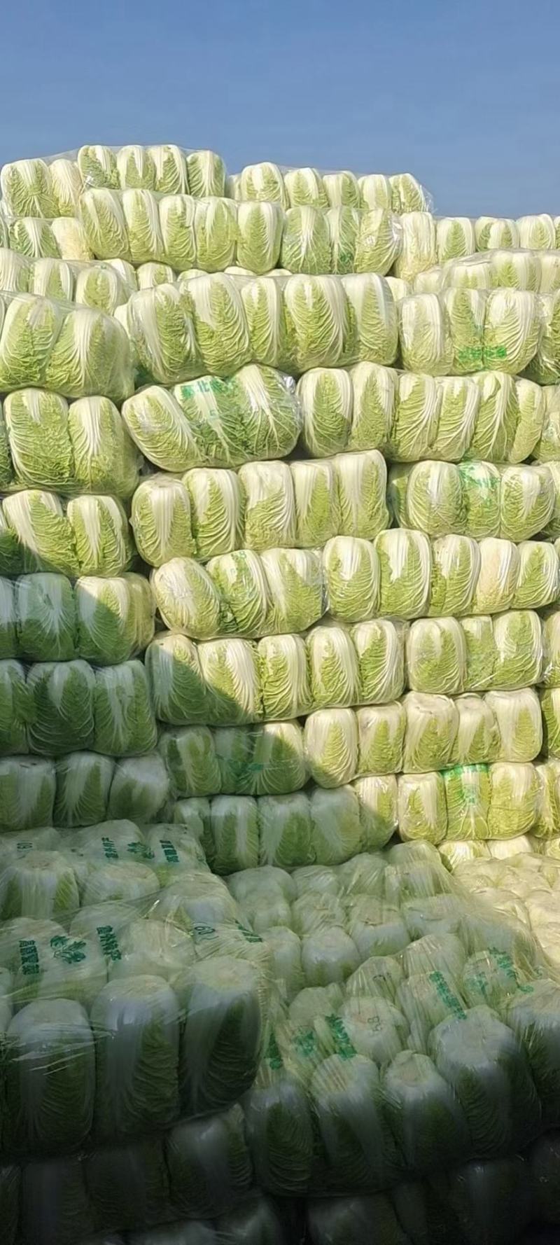 邯郸市，大量供应大白菜，一手货源，产地直发诚信经营