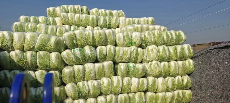 邯郸市，大量供应大白菜，一手货源，产地直发诚信经营