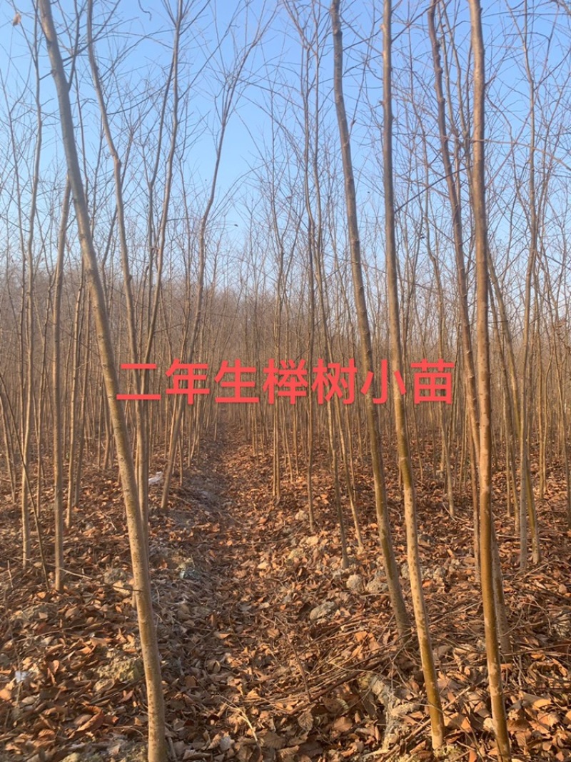 榉树小苗，榉树，精品榉树苗，榉树苗，1_2年榉树小苗