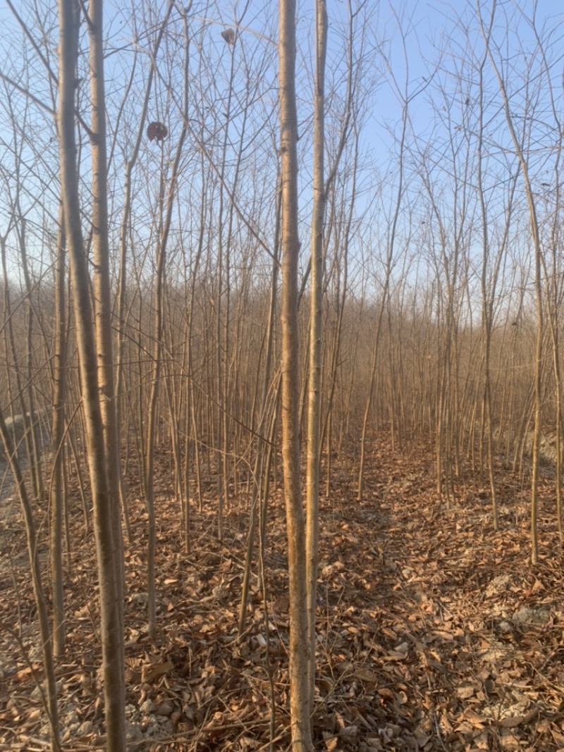 榉树小苗，榉树，精品榉树苗，榉树苗，1_2年榉树小苗