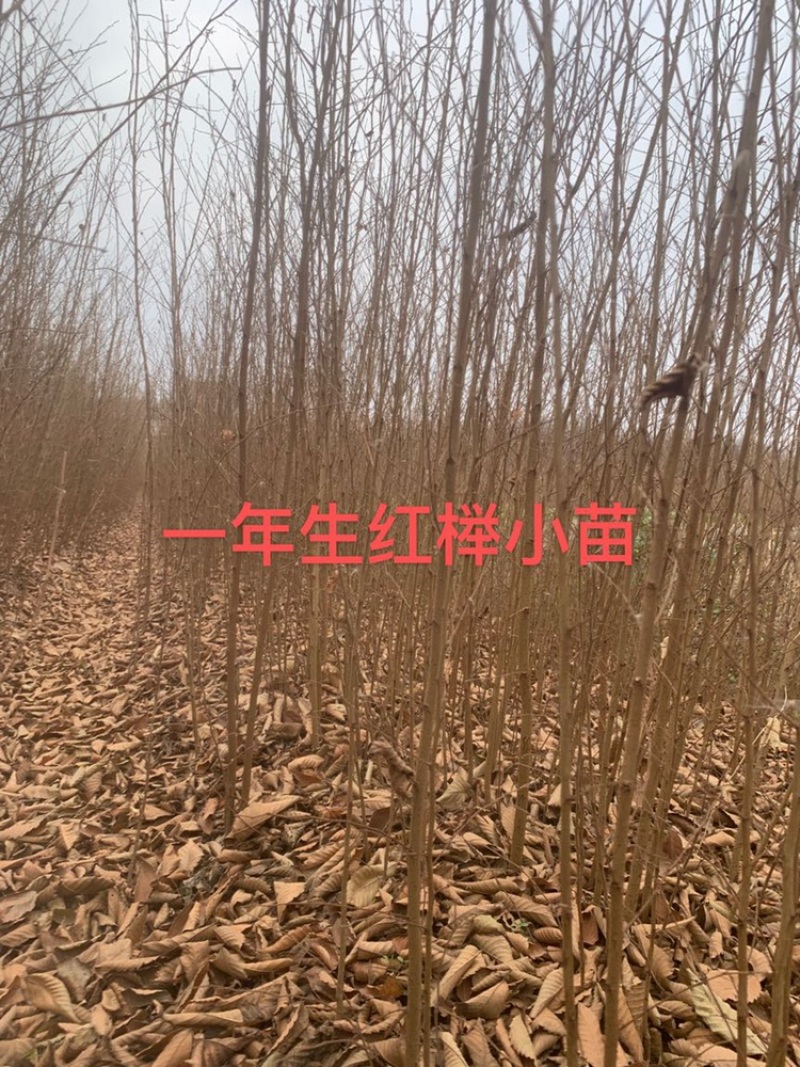 榉树小苗，榉树，精品榉树苗，榉树苗，1_2年榉树小苗