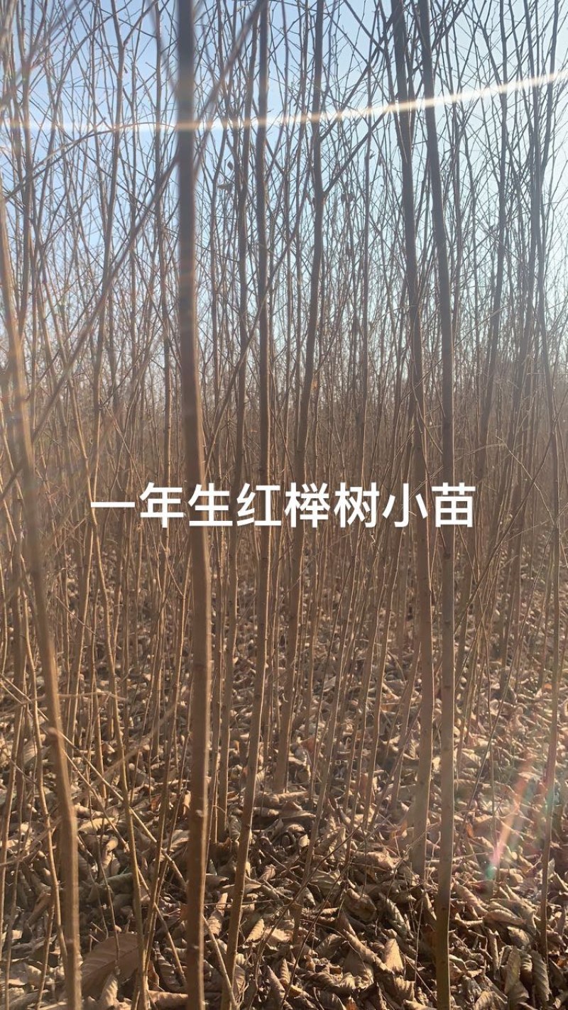 榉树小苗，榉树，精品榉树苗，榉树苗，1_2年榉树小苗