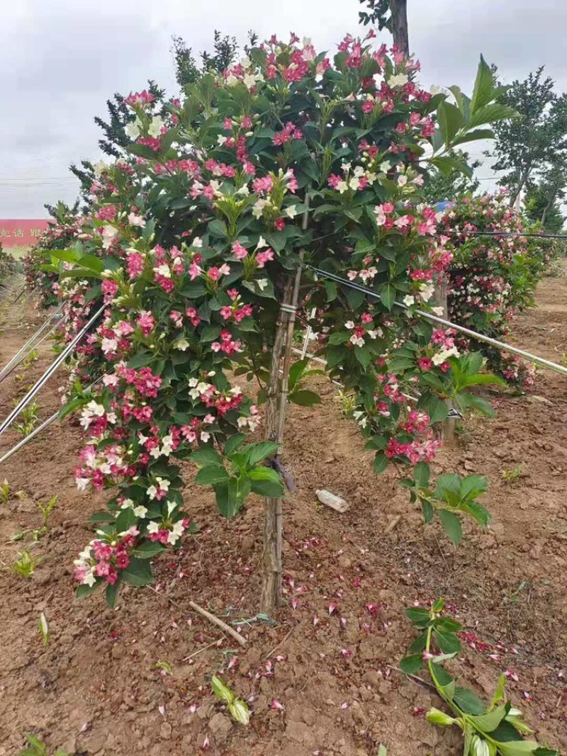 五彩锦带南北方种植绿化苗木耐寒耐冻室外小区别墅区