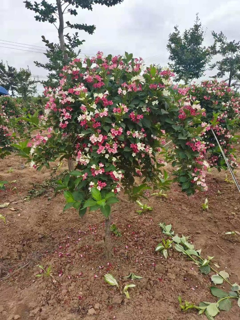 五彩锦带南北方种植绿化苗木耐寒耐冻室外小区别墅区