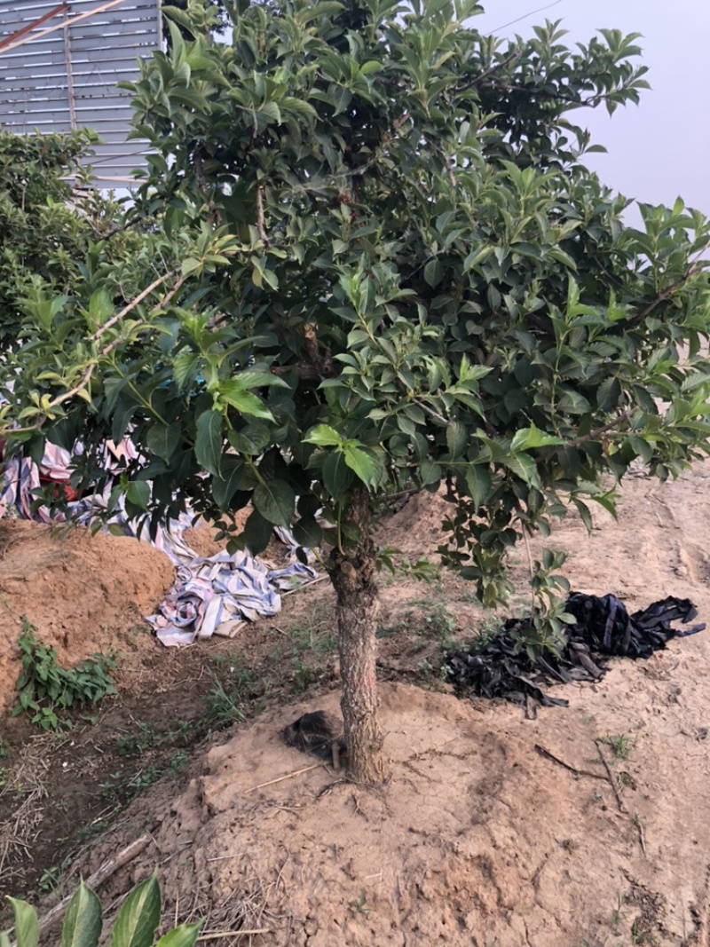 五彩锦带南北方种植绿化苗木耐寒耐冻室外小区别墅区