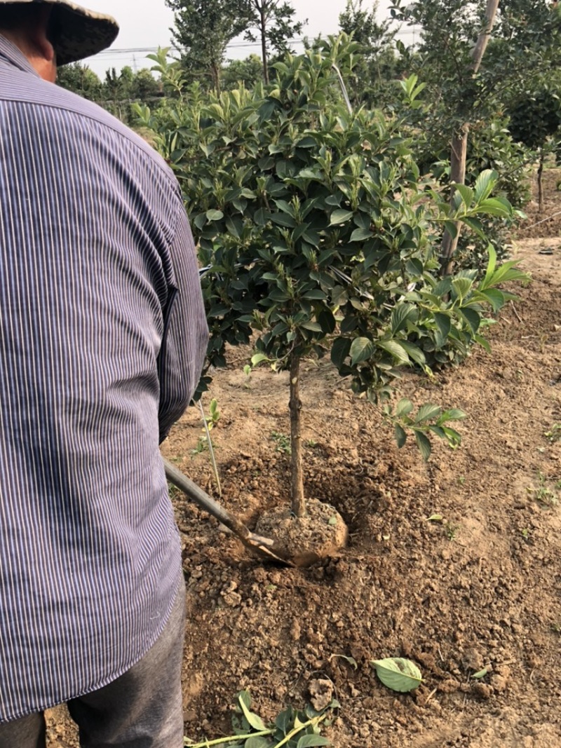 五彩锦带南北方种植绿化苗木耐寒耐冻室外小区别墅区