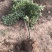 五彩锦带南北方种植绿化苗木耐寒耐冻室外小区别墅区