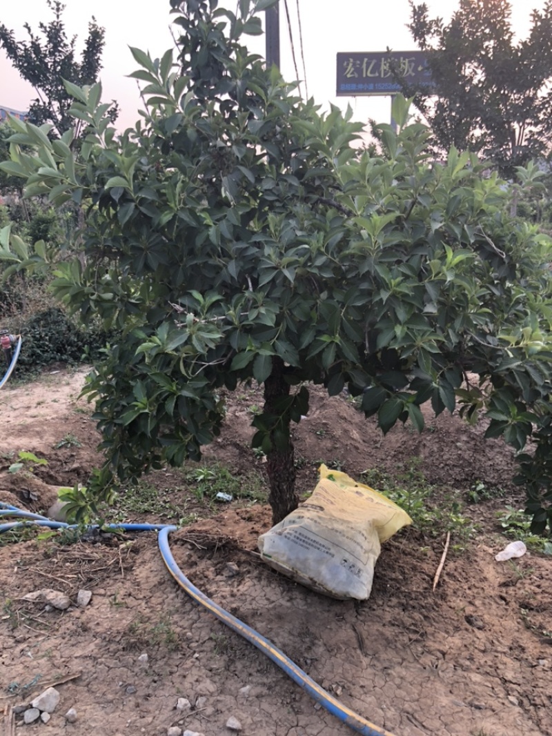 五彩锦带南北方种植绿化苗木耐寒耐冻室外小区别墅区