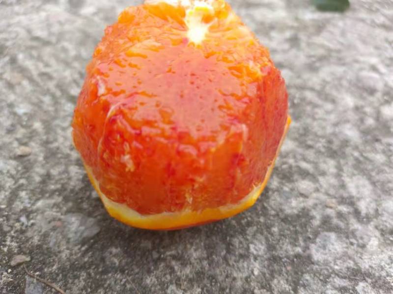 正宗塔罗科血橙