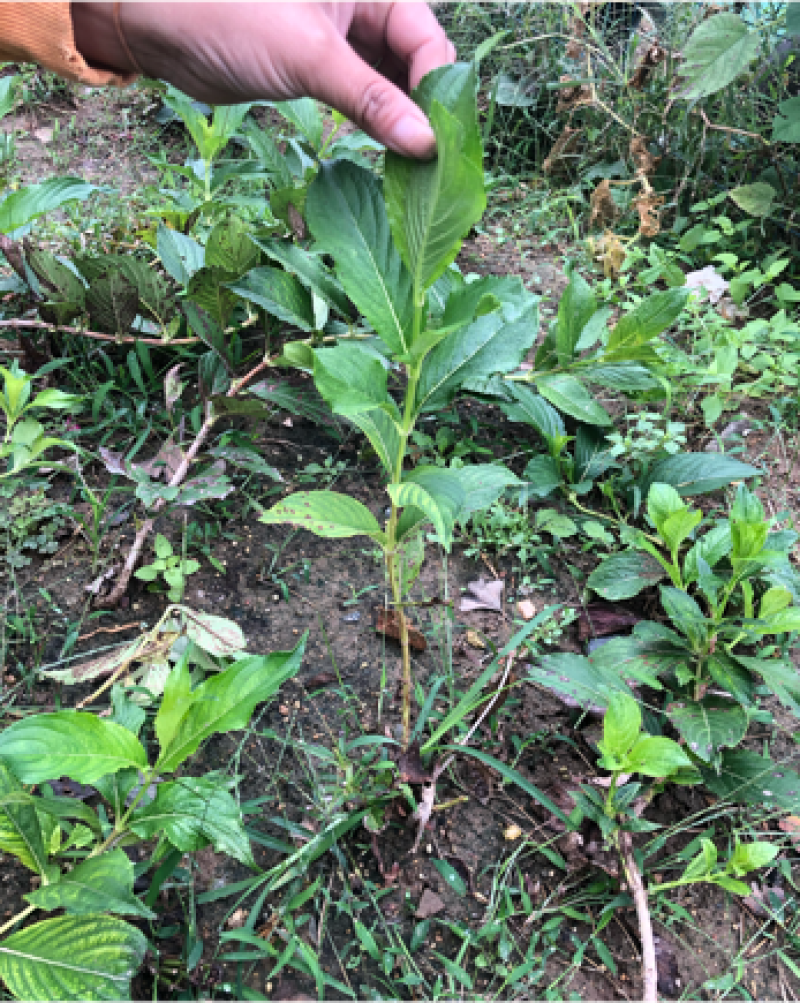 五彩锦带南北方种植绿化苗木耐寒耐冻室外小区别墅区