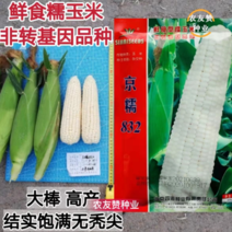 鲜食型糯玉米杂交种子大穗高产白糯玉米粘玉米种子基地