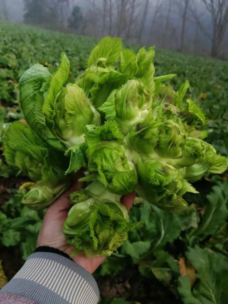 精品儿菜上市需要联系
