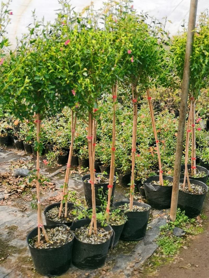 木槿棒棒糖独杆四季开花机器好养庭院阳台绿植
