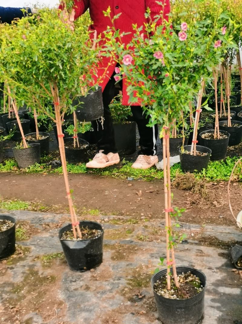 木槿棒棒糖独杆四季开花机器好养庭院阳台绿植