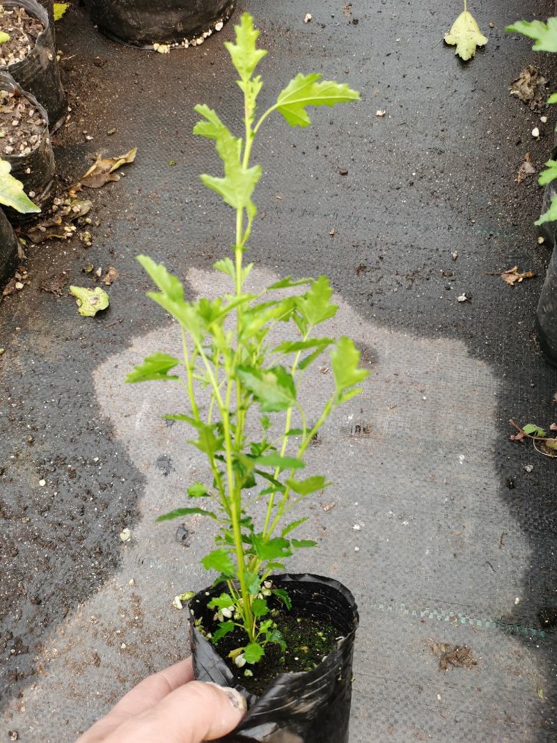 木槿棒棒糖独杆四季开花机器好养庭院阳台绿植