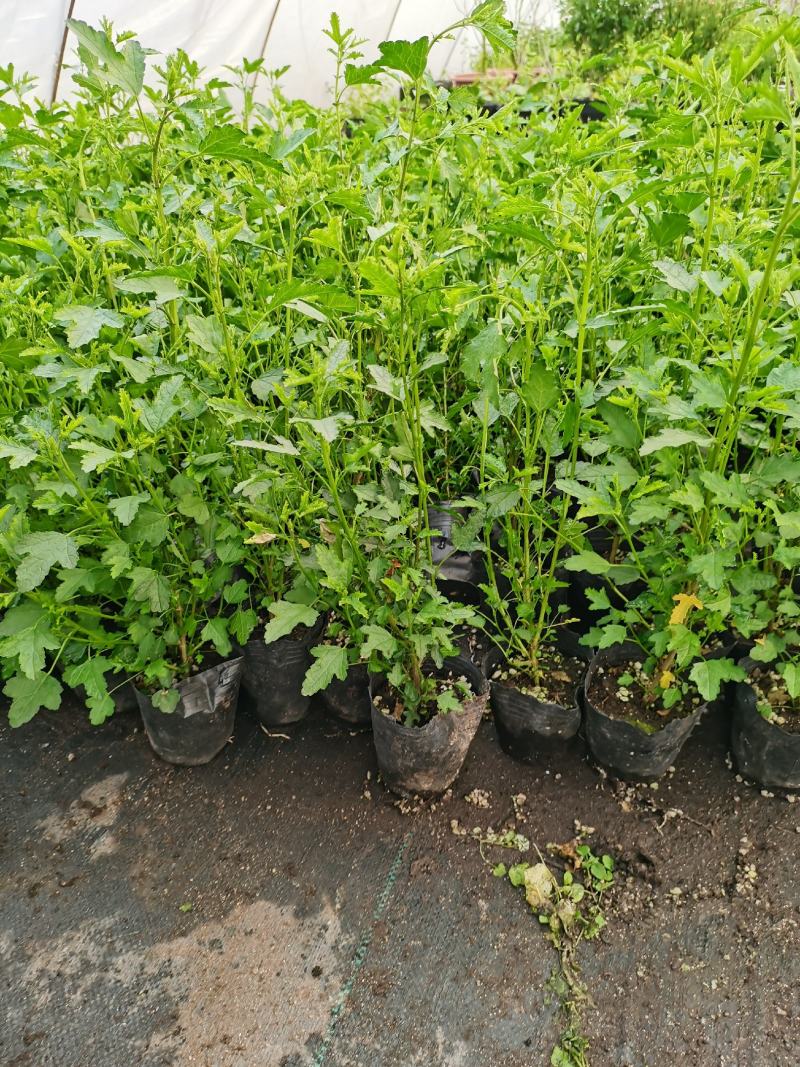 木槿棒棒糖独杆四季开花机器好养庭院阳台绿植