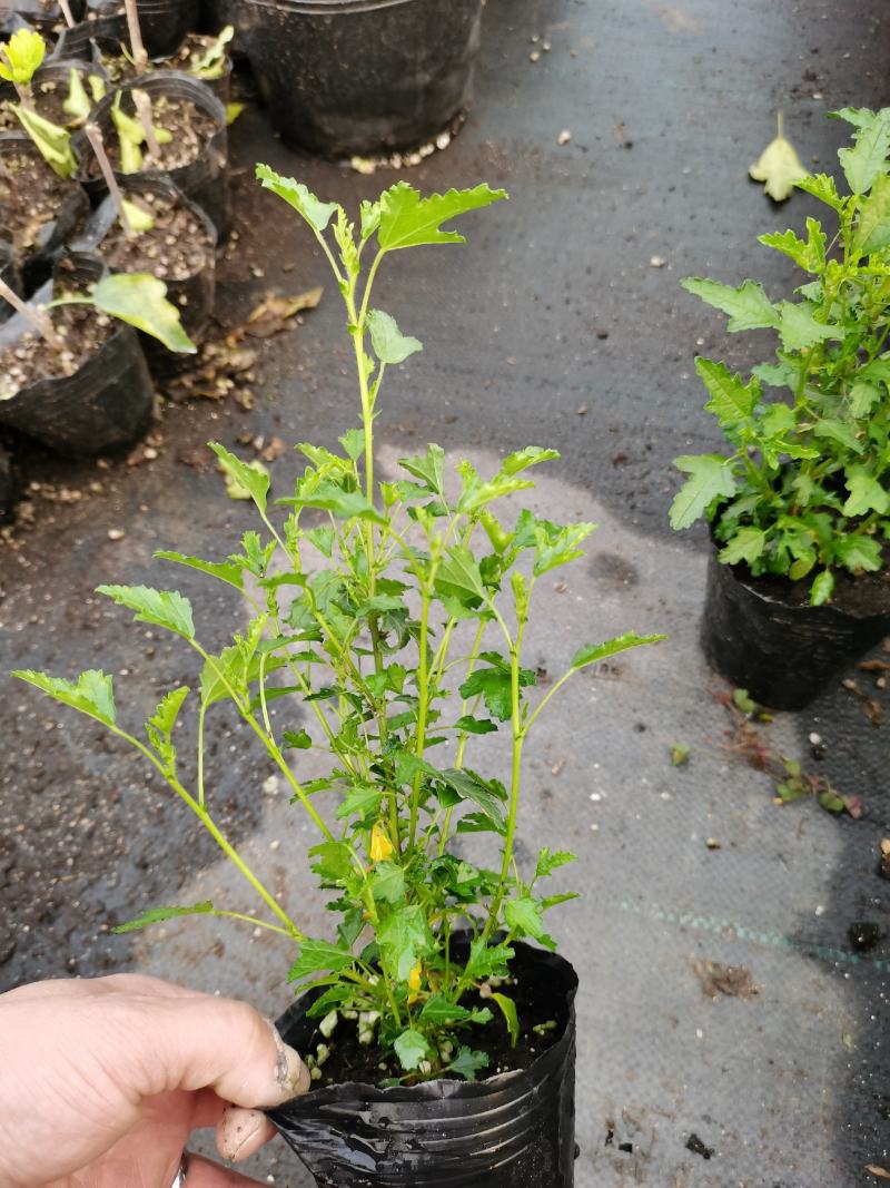 木槿棒棒糖独杆四季开花机器好养庭院阳台绿植