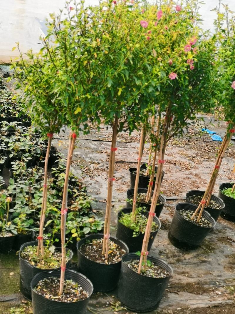 木槿棒棒糖独杆四季开花机器好养庭院阳台绿植